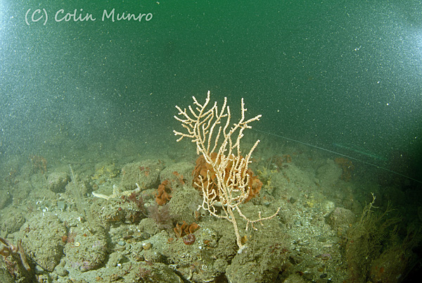 An isolated seafan (Eunicella verruucosa) on Lane's Ground Reef.  This is a very large seafan for Lane's Ground, most are typically around half this size. Marine Bio-images.