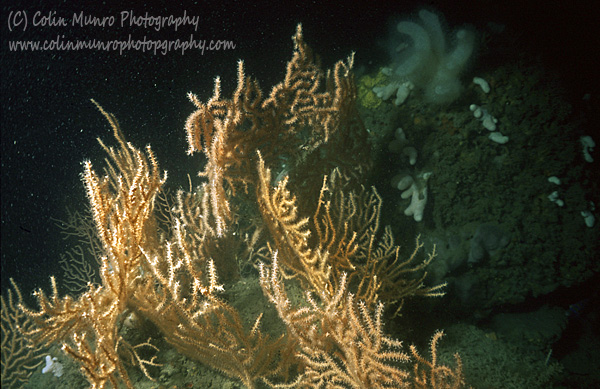 Dense cluster of large seafans (Eunicella verrucosa) typical of East Tennants Reef.  Marine Bio-images.  