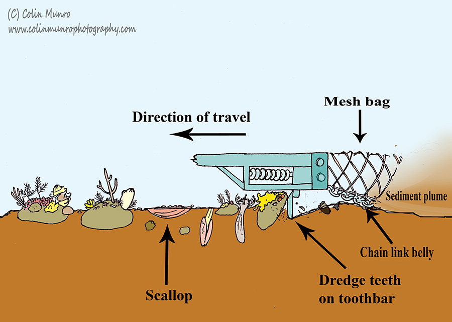 Illustration showing the key parts of a spring-loaded scallop dredge and how it works on the seabed, including how it affects marine life on boulder reefs. Colin Munro Photography